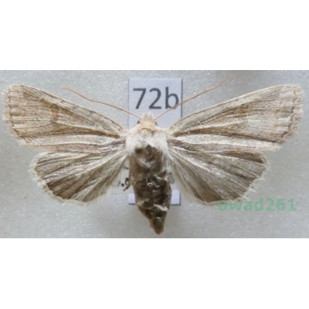 Agrochola laevis (Hübner, 1803) Slovakia72b